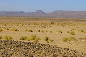 Moroccan Sand Dunes Drucke: View of sparse vegetation in sand at edge of desert, Sahara, Morocco, january