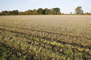 England Autumn Scenery Drucke: View of stubble field, Wickham Skeith, Suffolk, England, october
