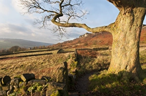 Derbyshire Countryside Views Drucke: View of tree trunk, drystone walls