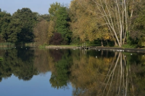Tree Reflection Photography Drucke: View of trees reflected in river