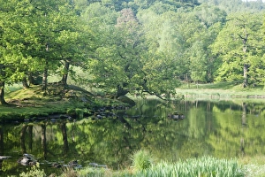 Tree Reflections In Water Drucke: View of trees reflected in small lake, Lake District N. P. Cumbria, England, June