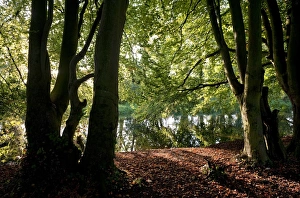 Norfolk Countryside Scenery Drucke: View through trees towards river, River Bure, Horstead, Norfolk, England, september