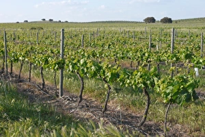 European Grape Cultivation Drucke: Vineyard with rows of grape vines and supports