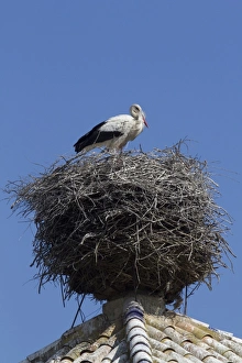 White Storks In Spain Drucke: White Storks nesting on church tower, visitor centre Coto Donana, Spain