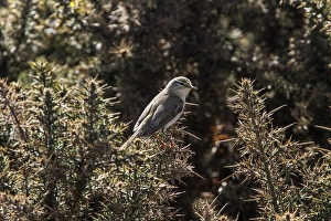UK Countryside Scenes Drucke: Willow Warbler on Gorse