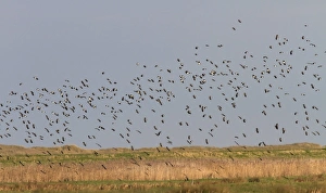 North Norfolk Wildlife Drucke: Winter flock of Lapwings flying over marsh, Brancaster North Norfolk