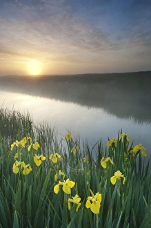 Yellow Iris Drucke: Yellow Iris (Iris pseudacorus) flowering