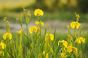 Yellow Iris Flower Drucke: Yellow Iris (Iris pseudacorus) flowering, Italy, May