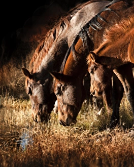 New Mexico Landscape Drucke: 3 horses drinking in dusky light