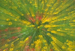 Gerahmter Druck : Vorwort, Hintergrund Gerahmter Druck : Vorwort, Hintergrund