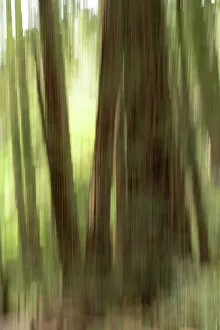 Abstract Tree Photography Drucke: Abstract trees