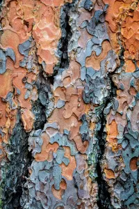 Detail der Rinde des Ponderosapinnes
