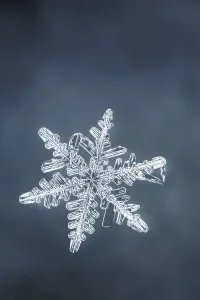 Cold Weather Photography Drucke: Single snowflake