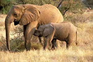 Afrika, Botswana