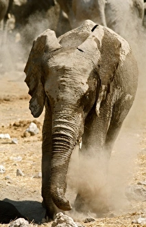 Afrika, Nämibien