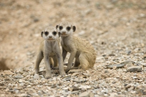 Drucke von Namibia, Keetmanshoop, Meerkat-Puppen (Surikat-surikatte), sitzen außerhalb ihres Brehauses im naminischen Wüstenkraut Erdmännchen Drucke: Afrika, Naminia