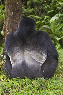 Afrika, Ruanda