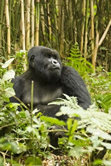 Afrika Ruanda