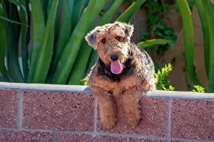 Drucke von Ein Airedale über eine Mauer Bilder Datiert 2007 August: Riesenhund über eine Mauer
