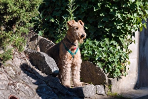 Black And Tan Dog Drucke: Airedale sitting on stone steps