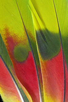 Macro Nature Images Drucke: Amazon Parrot tail feather design