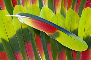 Colorful Bird Feathers Drucke: Amazon Parrot tail feathers