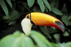 Rainforest Photography Drucke: Amazon Rain Forest
