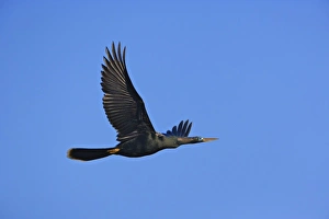 Ding Darling National Wildlife Refuge Drucke: Anhinga in flight, Anhinga anhinga, Ding Darling National Wildlife Refuge, Sanibel Island