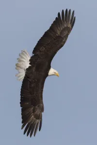 Baldwigeule fliegt
