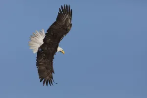 Baldwigeule fliegt