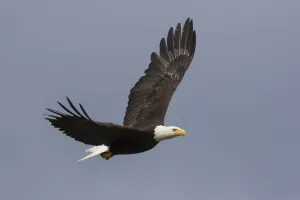 Baldwigeule fliegt