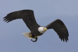 Drucke von Australwürger kehrt zum Nest zurück um sein Beute zu essen Leucocephalus Drucke: Baldwogeule, bald wieder aufs Gedeck zu essen umfangreiche Beute