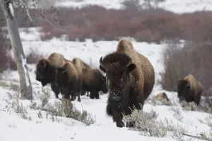 Yellow Stone National Park Animals Drucke: Bison herd on the move