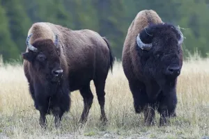 Ken Archer Photographer Drucke: Bison Pair