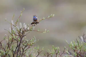 Klingende Blauärschwingen