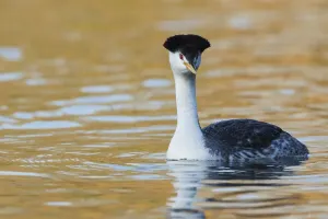 Ken Archer Photography Drucke: Clarks Grebe