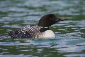 Nature Landscape Images Drucke: Common Loon