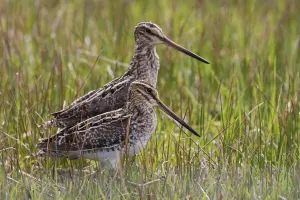 Ken Archer Photographer Drucke: Common snipe pair