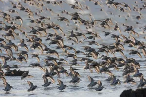 Ken Archer Photographer Drucke: Flock of dunlins alighting during migration