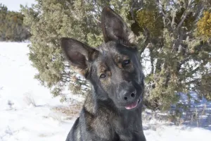 Deutscher Schäferhund