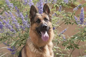 Dog Photography Drucke: German Shepherd (PR)