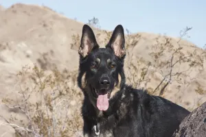 Deutscher Schäferhund (Pf)