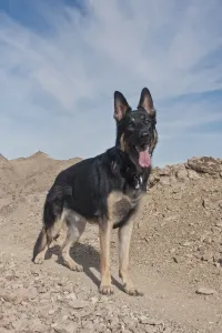 Deutscher Schäferhund (Pf)
