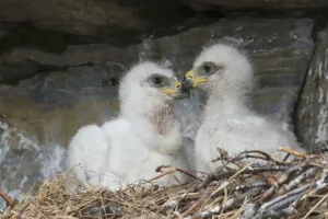 Aquila Chrysaetos Images Drucke: Golden Eagle chicks