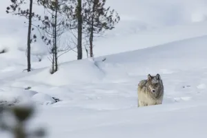 Grauer Wolf