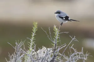 Loggerhead Shrike Drucke: Loggerhead shrike