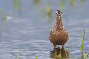 Long Billed Dowitcher Drucke: Long-billed dowitcher