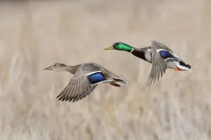 Entenpaar im Flug