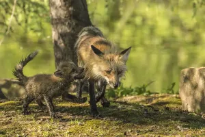 USA Animal Pictures Drucke: Pine County. Captive red fox with kit. Credit as: Cathy and Gordon Illg / Jaynes