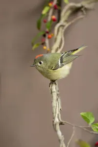 Raubkrötenkönigling (Regulus calendula), gesetzt ist